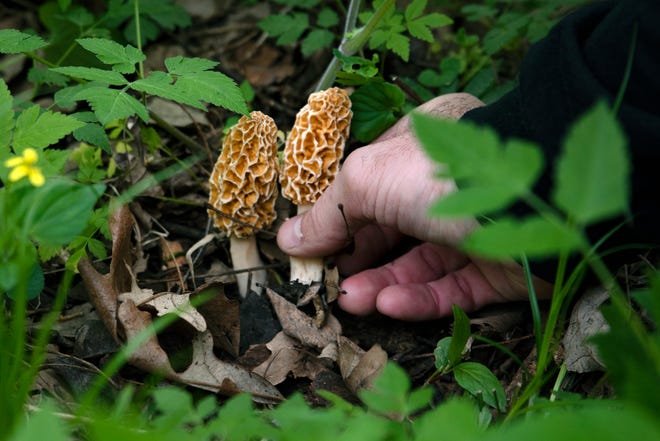 morel mushrooms iowa map Morel Mushrooms In Iowa Hunters Await Rain Get Outside In Pandemic morel mushrooms iowa map morel mushrooms iowa map Morel Mushrooms In Iowa Hunters Await Rain Get Outside In Pandemic morel mushrooms iowa map