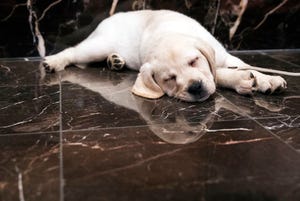 Harbor, an 8-week old Labrador retriever, takes a nap during a 2018 news conference.