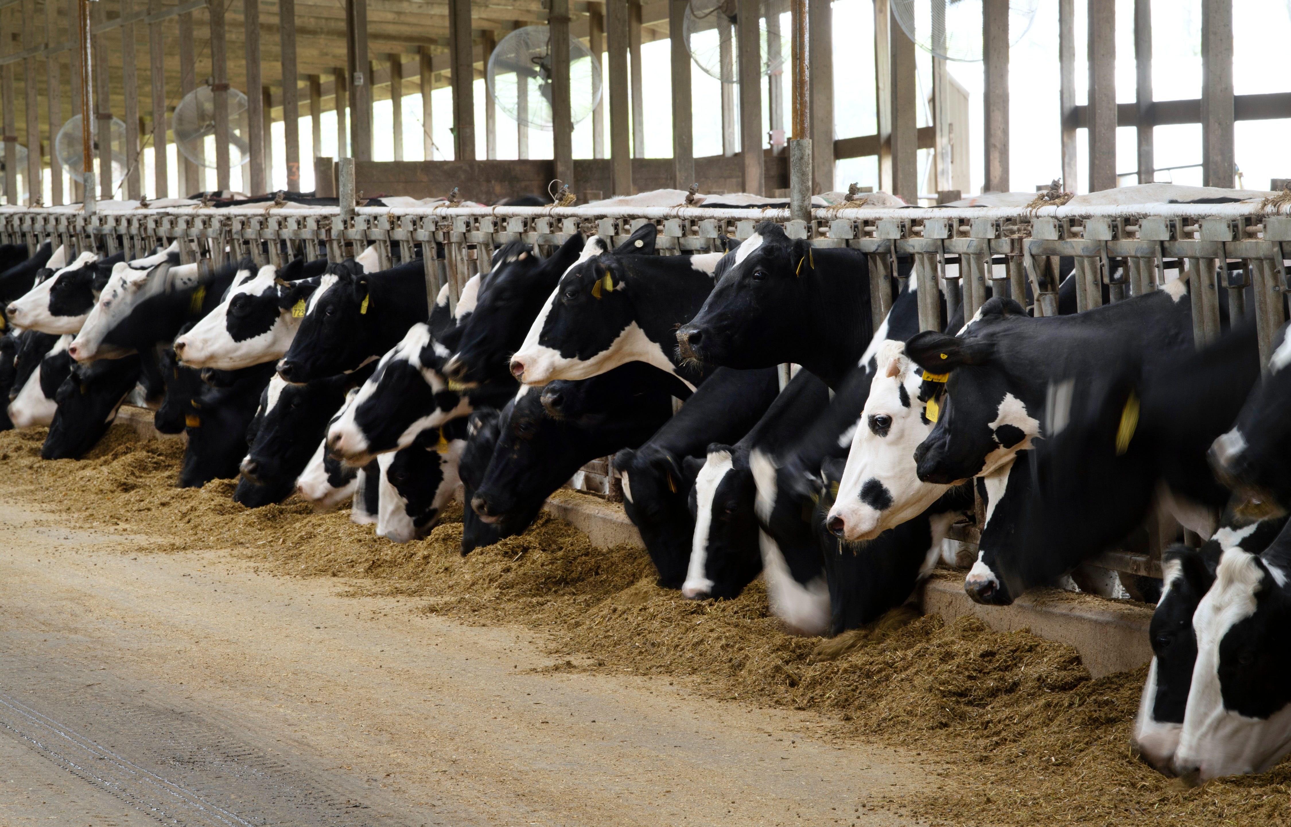 Holstein cows eat feed in between milking at New Generation Dairy in Owensville, Ind.