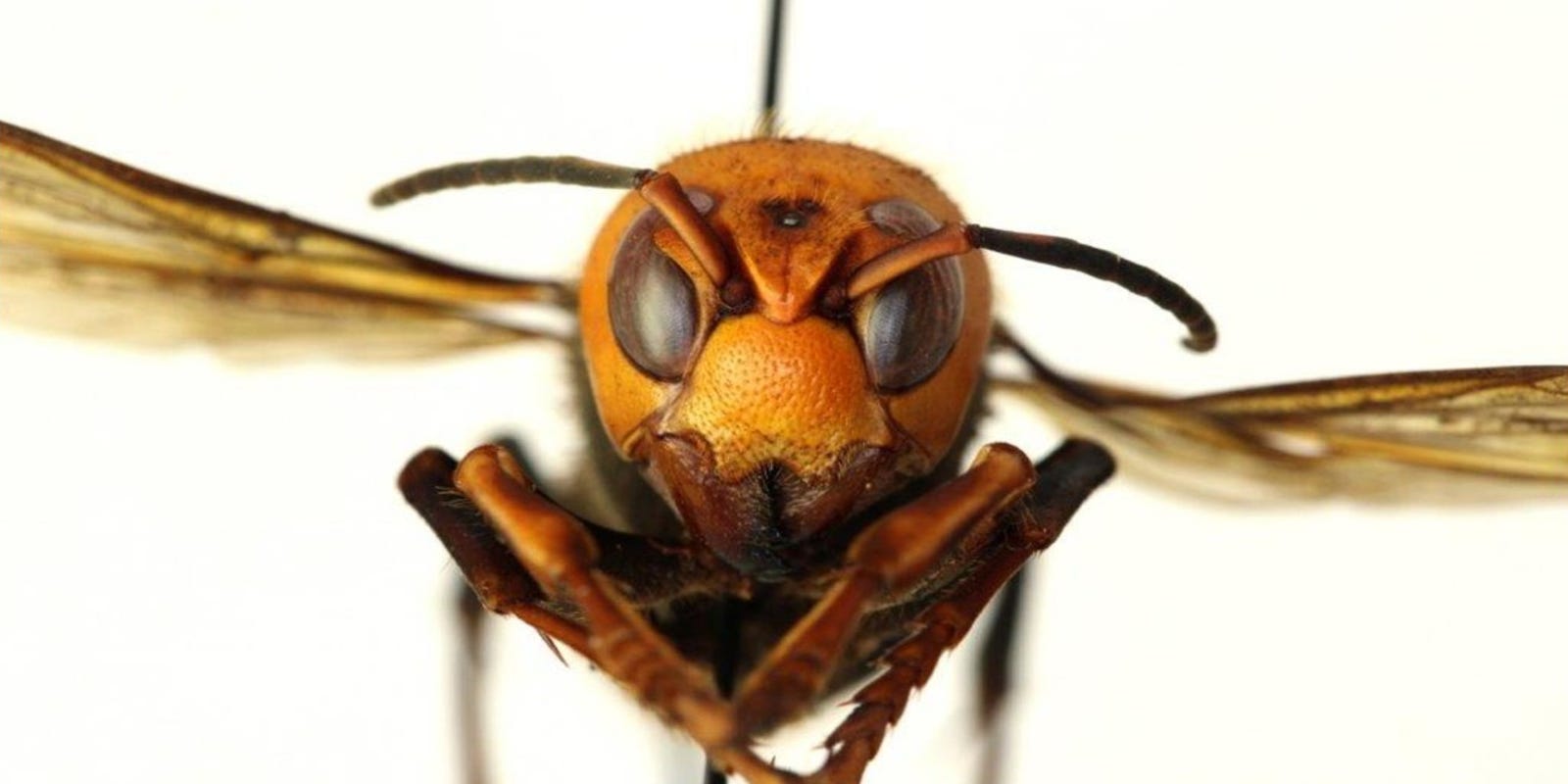 The first 'murder hornets' nest was found, already set to be obliterated