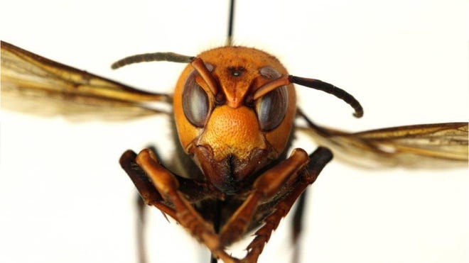 Murder Hornets In The Us Here Are 6 Other Scary Dangerous Bugs Murder Hornets In The Us Here Are 6 Other Scary Dangerous Bugs