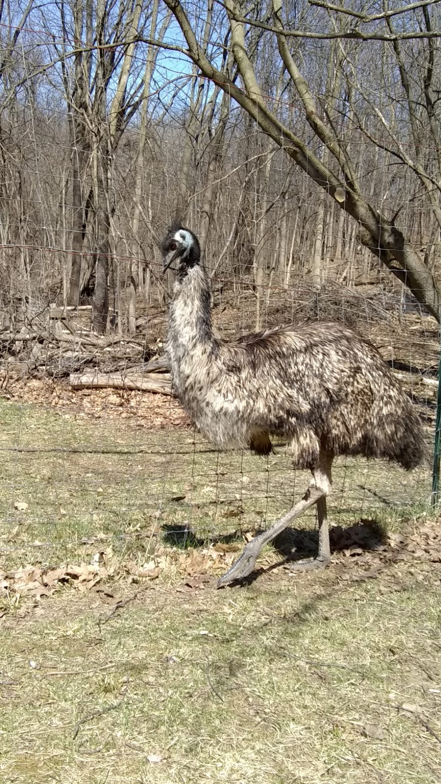 Darwin The Missing Milford Emu Not Obeying Stay At Home Order Darwin The Missing Milford Emu Not Obeying Stay At Home Order