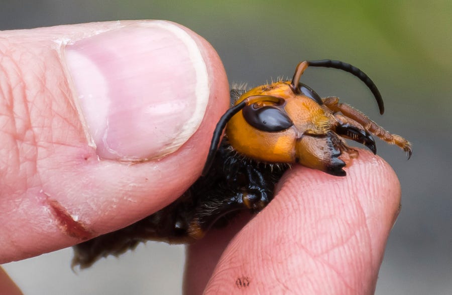 A researcher holds a dead Asian giant hornet in Blaine, Wash. The world's largest hornet, a 2-inch-long killer with an appetite for honey bees, has been found in Washington state, and entomologists plan to wipe it out. Dubbed the "murder hornet," it has a sting that could be fatal to some humans.
