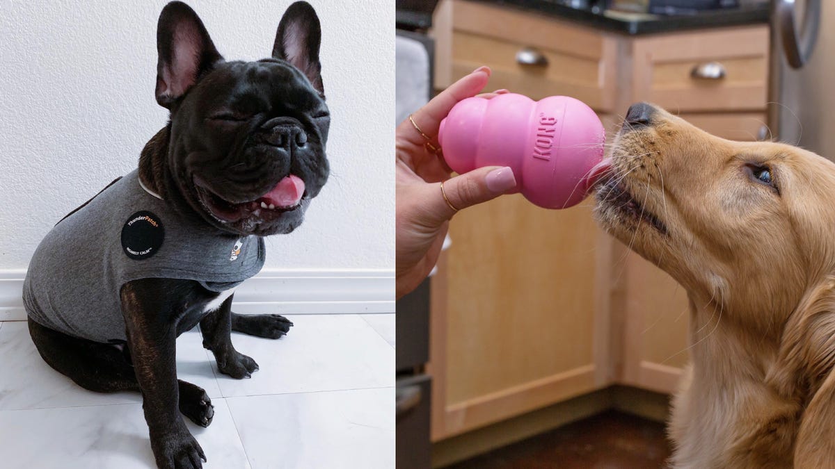 Does Petco Allow Dogs does-petco-allow-dogs