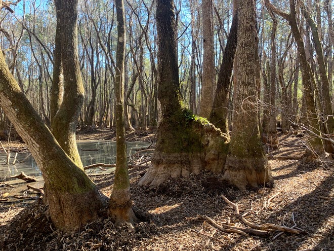 On a hike through Leon Sinks Geological Area, you will travel through many ecosystems. Depending on rainfall, you may find the hike muddier than I did in this bald cypress swamp.