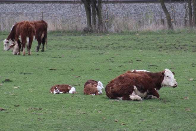 A calf’s environment at calving can increase the level of pathogen exposure, therefore increasing disease risk. This exposure to disease-causing pathogens can occur directly animal-to-animal or through contact with contaminated surfaces.