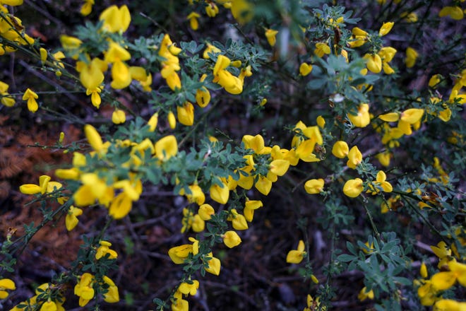 Often seen in clear-cuts, neighborhoods, and along highways, the invasive plant Scotch broom causes problems for native plants and wildlife.