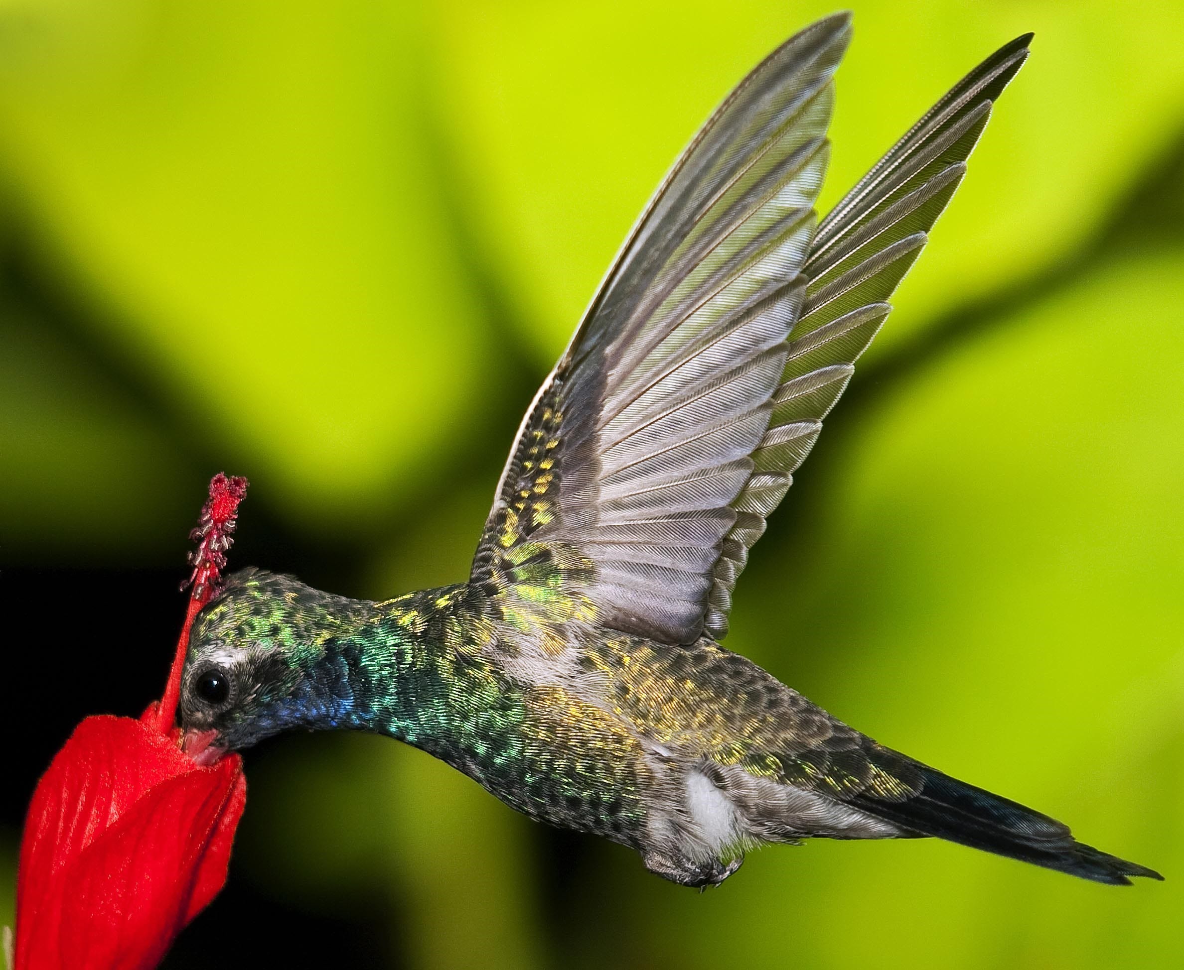 Hummingbirds in Arizona What do they eat, how to attract them