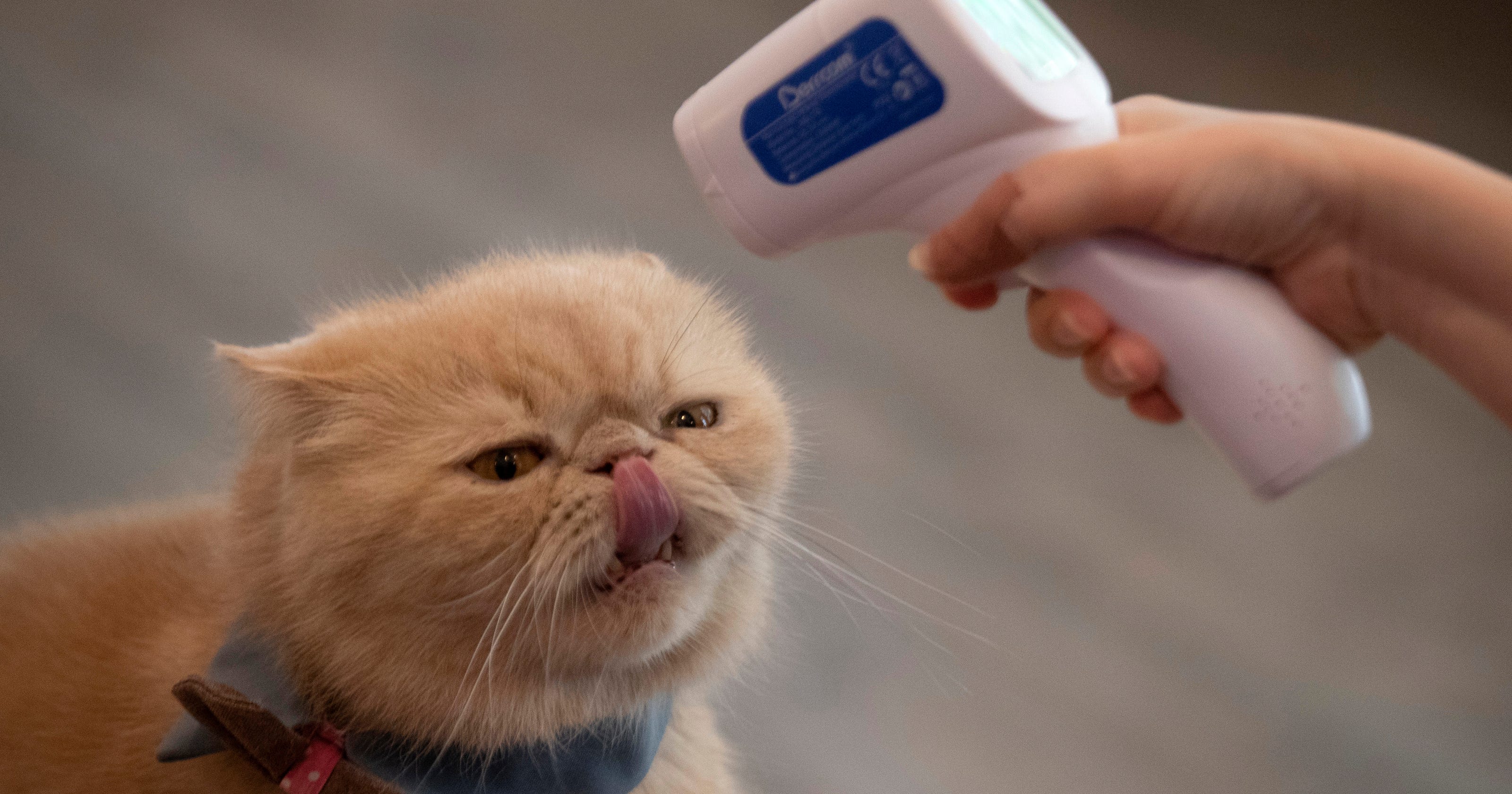 Coronavirus came from bats, can infect cats, ferrets, WHO says