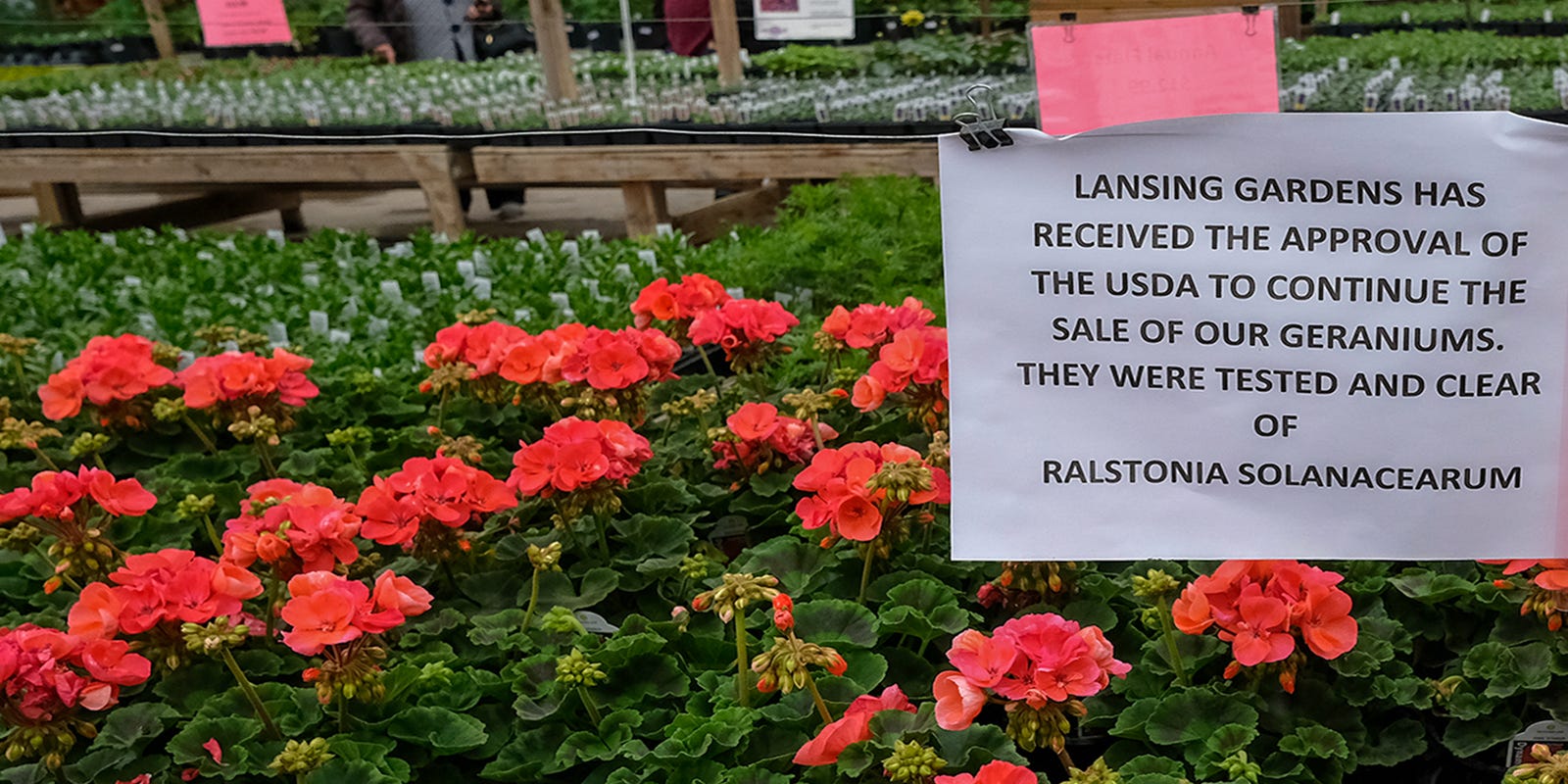 Michigan greenhouses ordered to destroy Fantasia Pink Flare geraniums