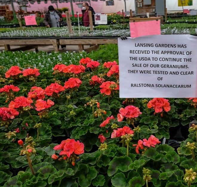 Geraniums in the Lansing Gardens greenhouse bear a sign that they have been tested and clear of a disease Sunday, May 10, 2020.