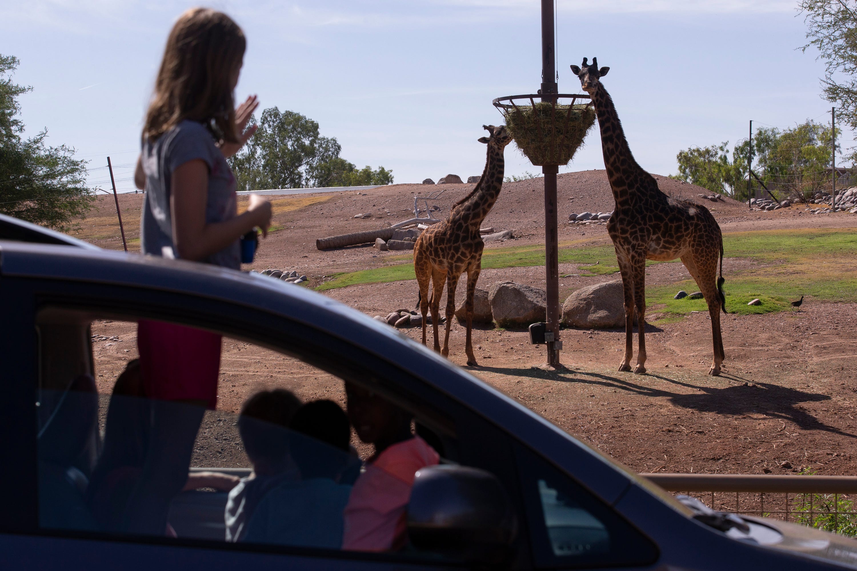 drive through safari phoenix