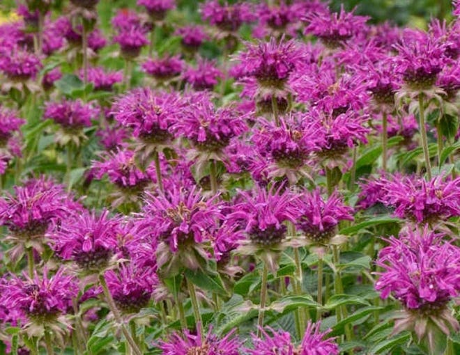 Native Missouri Plants To Be Sold By Watershed Committee Of The Ozarks