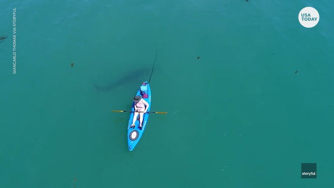 Drones Reveal Shark Fests Though New York Bites Remain Rare Drones Reveal Shark Fests Though New York Bites Remain Rare