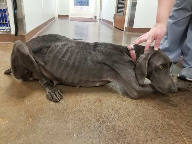 Six Pennsylvania Breeders Named In Humane Society S Horrible Hundred