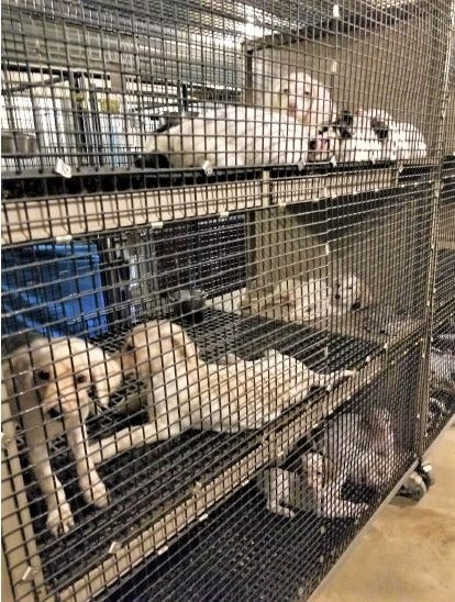 whats wrong with puppy mills