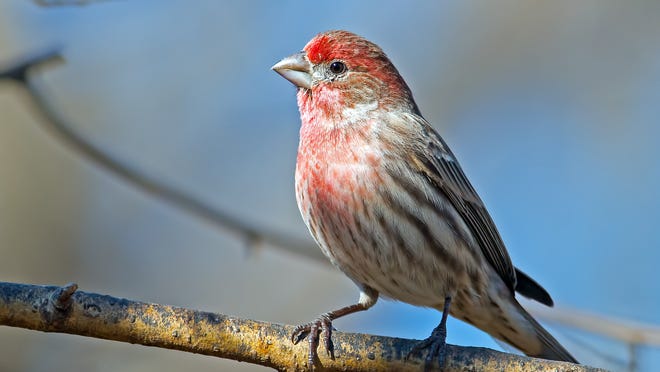 Bird-watching in quarantine: How to bring birds to your yard