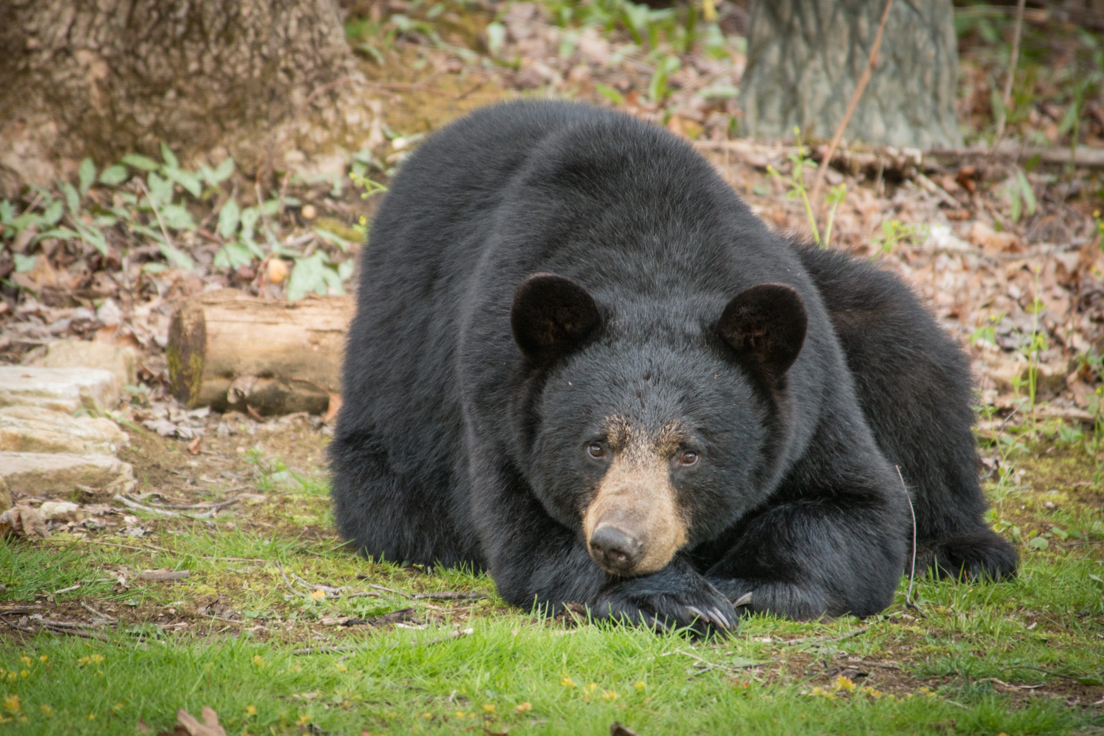 Asheville Answer Man: Do hibernating animals need to drink? Asheville Answer Man: Do hibernating animals need to drink?