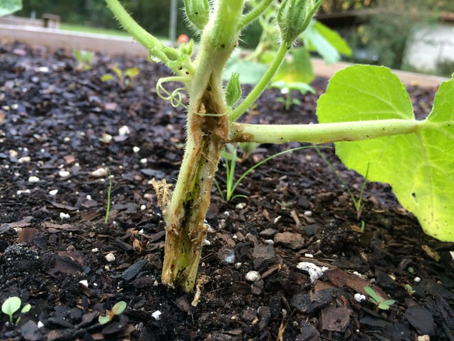 A squash stem severely damaged by squash vine borer larvae.