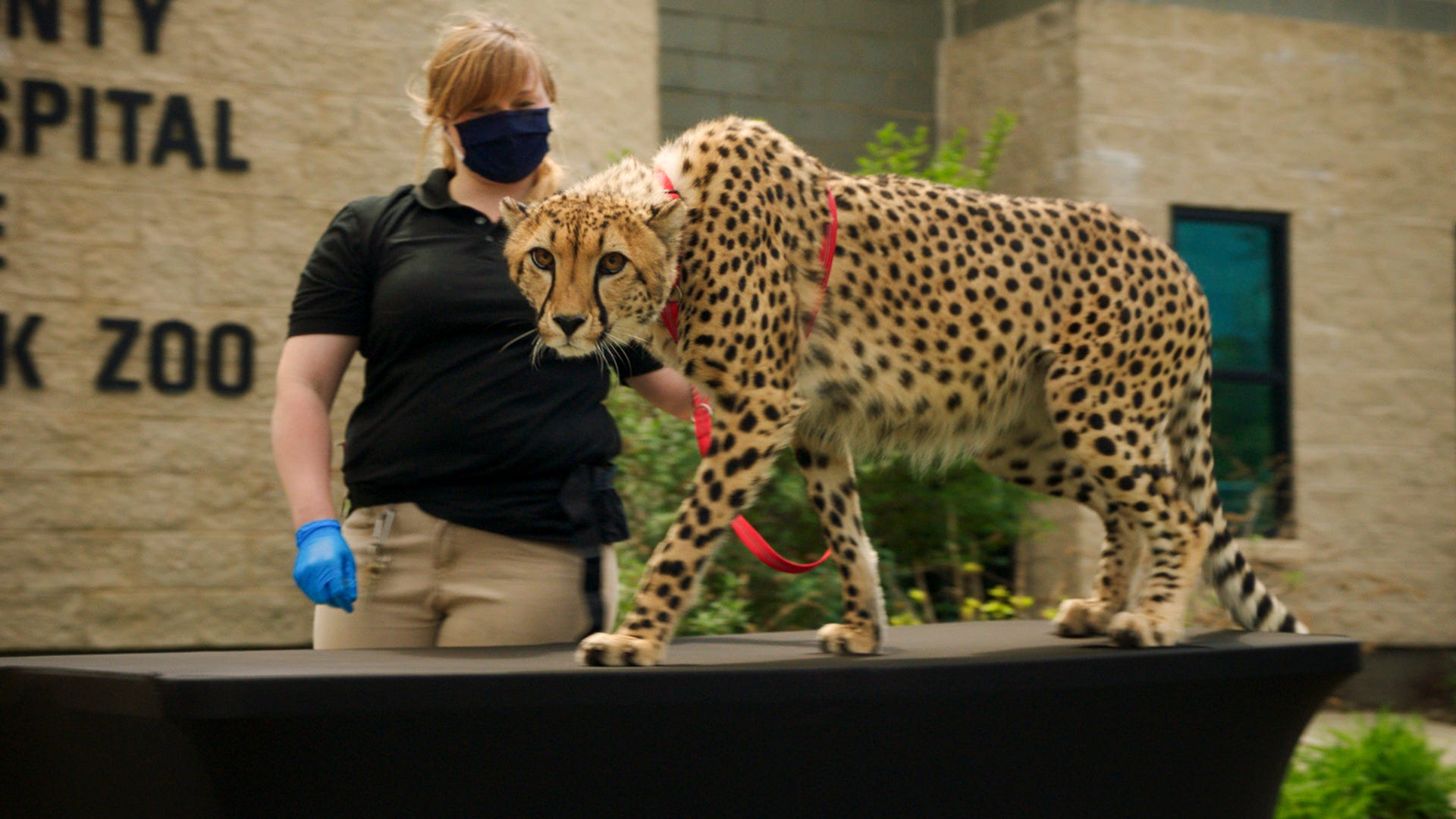 Turtle Back Zoo zookeeper Charlotte Trapman-O’Brien is featured on Amazon's "Regular Heroes."