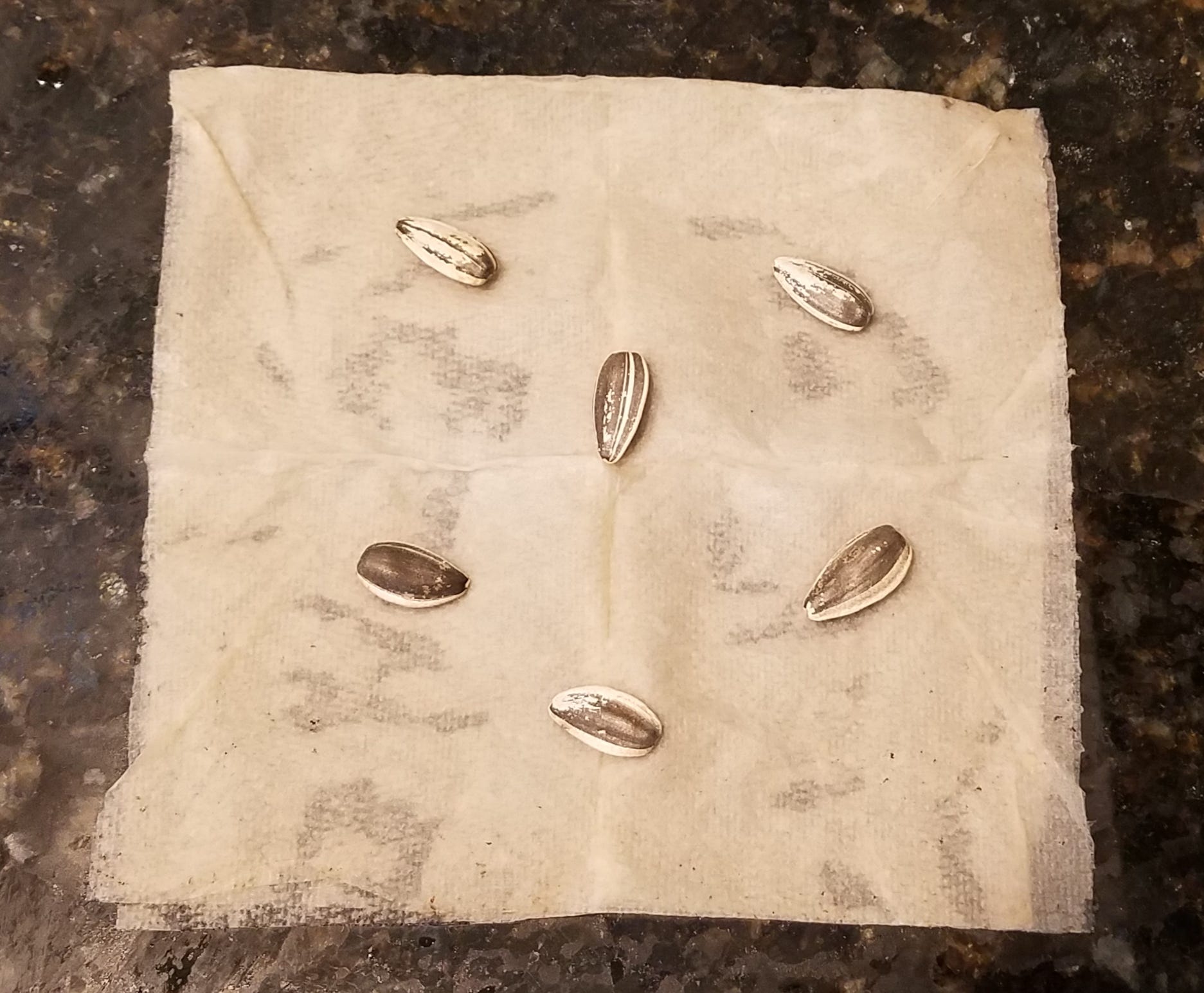 Sally Scalera: Here's an easy, fun way to germinate seeds in a paper towel