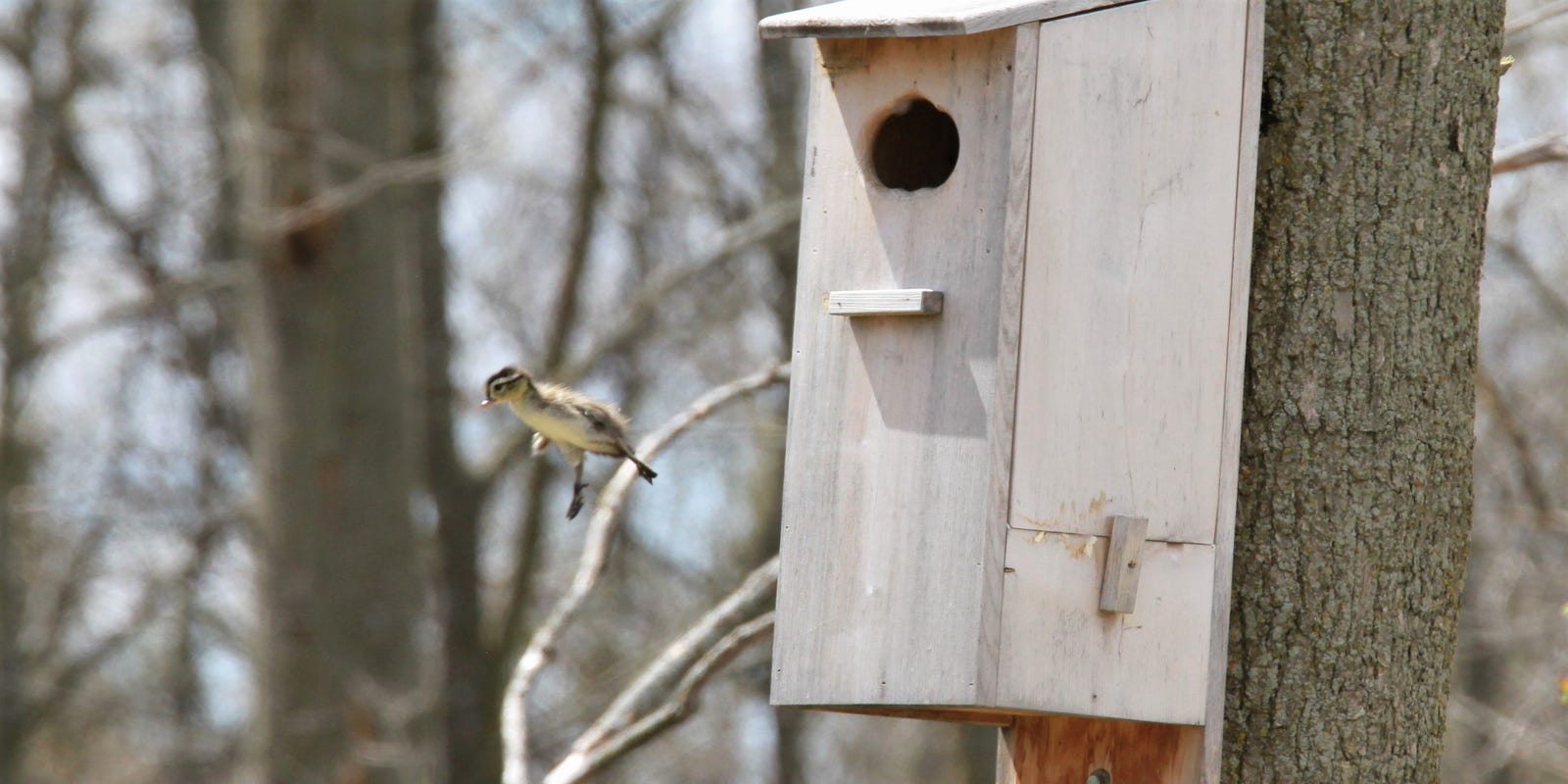 Birdwatcher captures photos of wood ducklings jumping from their nest