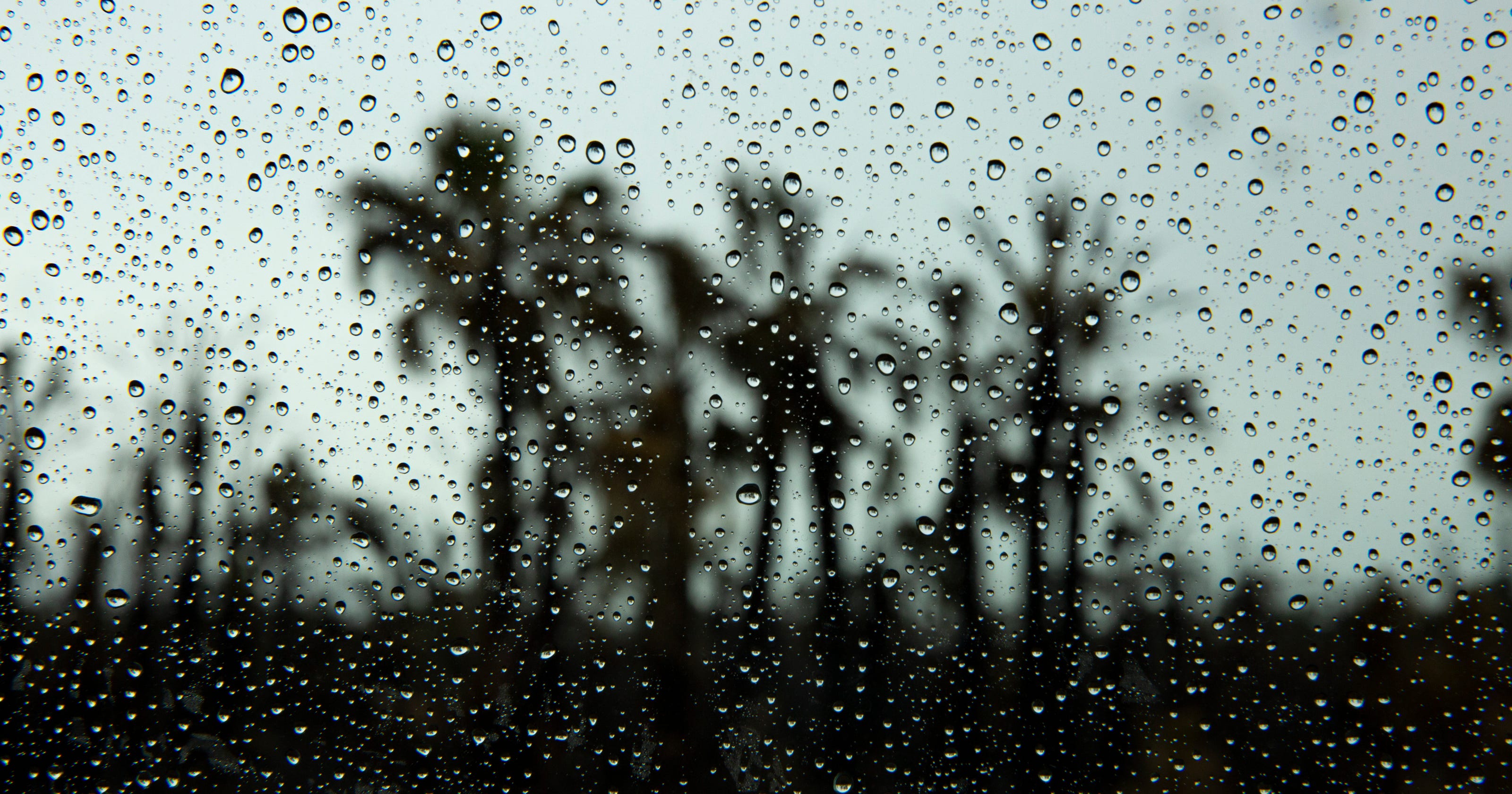 Rainy season Southwest Florida will see more rain as rainy season begins