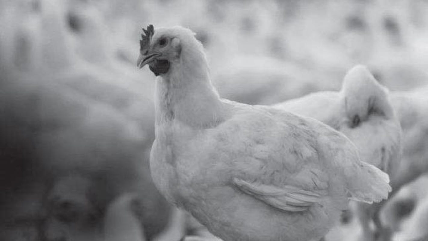 Proactive steps poultry producers can take to reduce impact of heat stress - Wisconsin State Farmer