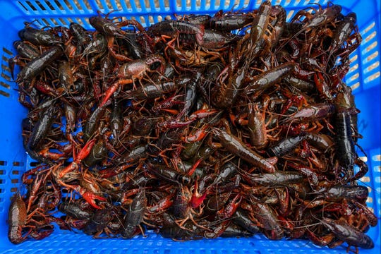 This photo taken on April 15, 2020 shows prawns for sale at a shop at the Wuhan Baishazhou Market in Wuhan in China's central Hubei province. - China's "wet" markets have gained a bad international reputation as the coronavirus roiling the world is believed to have been born in stalls selling live game in Wuhan late last year.