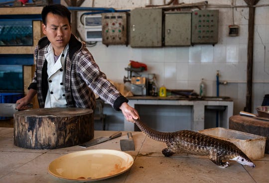 A man reaches for a pangolin that is about to be slaughtered and prepared for a meal in a restaurant on the outskirts of Guangzhou, China, on 4 January 2019. Pangolin meat at the restaurant sells for around US $376 per kilogram. This image, released by World Press Photo, Thursday April 16, 2020, is part of a series which won second prize in the Nature Stories category.
