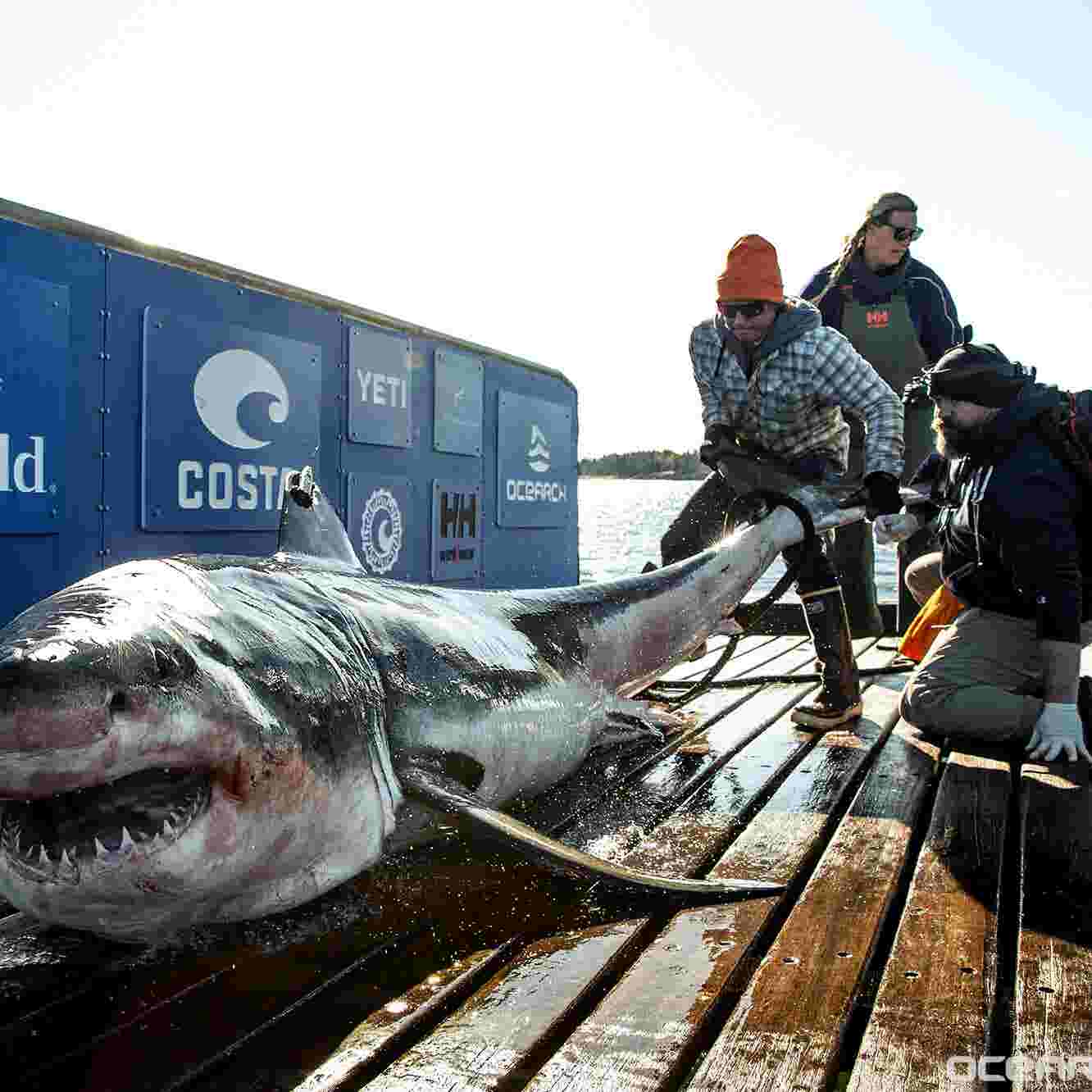 Сколько акулы убивают. Людоед акула кархародон. Акула белая, акула-людоед, кархародон. Самая большая белая акула в России.