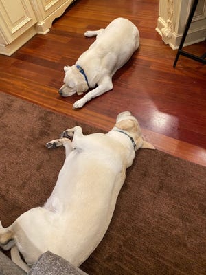 Mel Tucker has two dogs, English white labs named KJ and PJ, who spend many days at the feet of the Michigan State football coach as he works from home during the coronavirus.