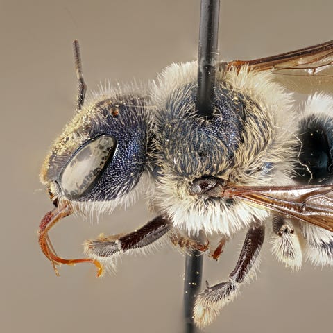 A blue calamintha bee specimen at the Florida Stat