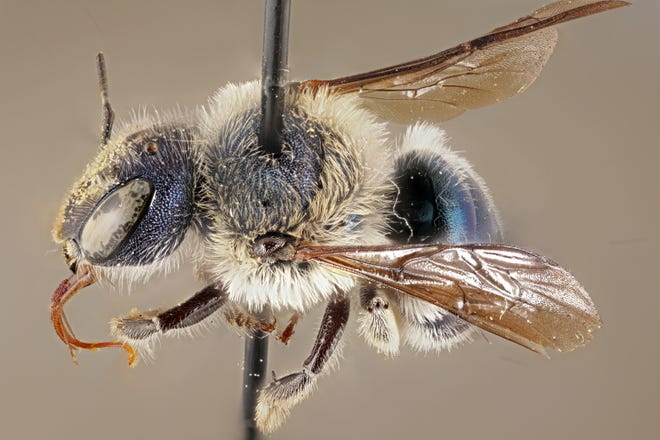A blue calamintha bee specimen at the Florida State Collection of Arthropods collected in 2002.