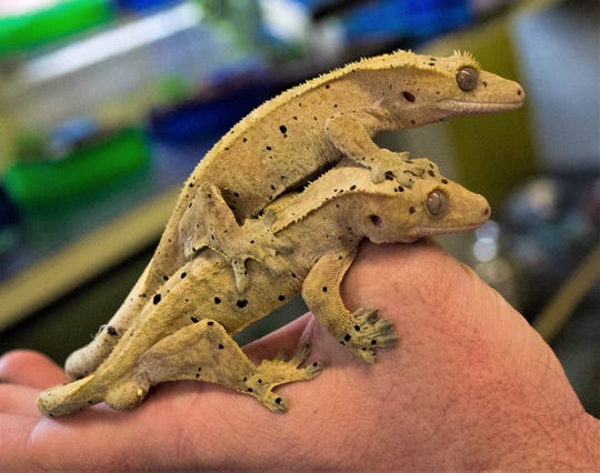 Two of the Dalmatian crested geckos available for purchase at Wet Pets-N-Pals. The shop sells a variety of geckos, iguanas, and bearded dragons.