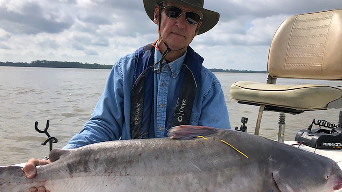 Big Mississippi River Catfish Tagged To Track Movements And Growth