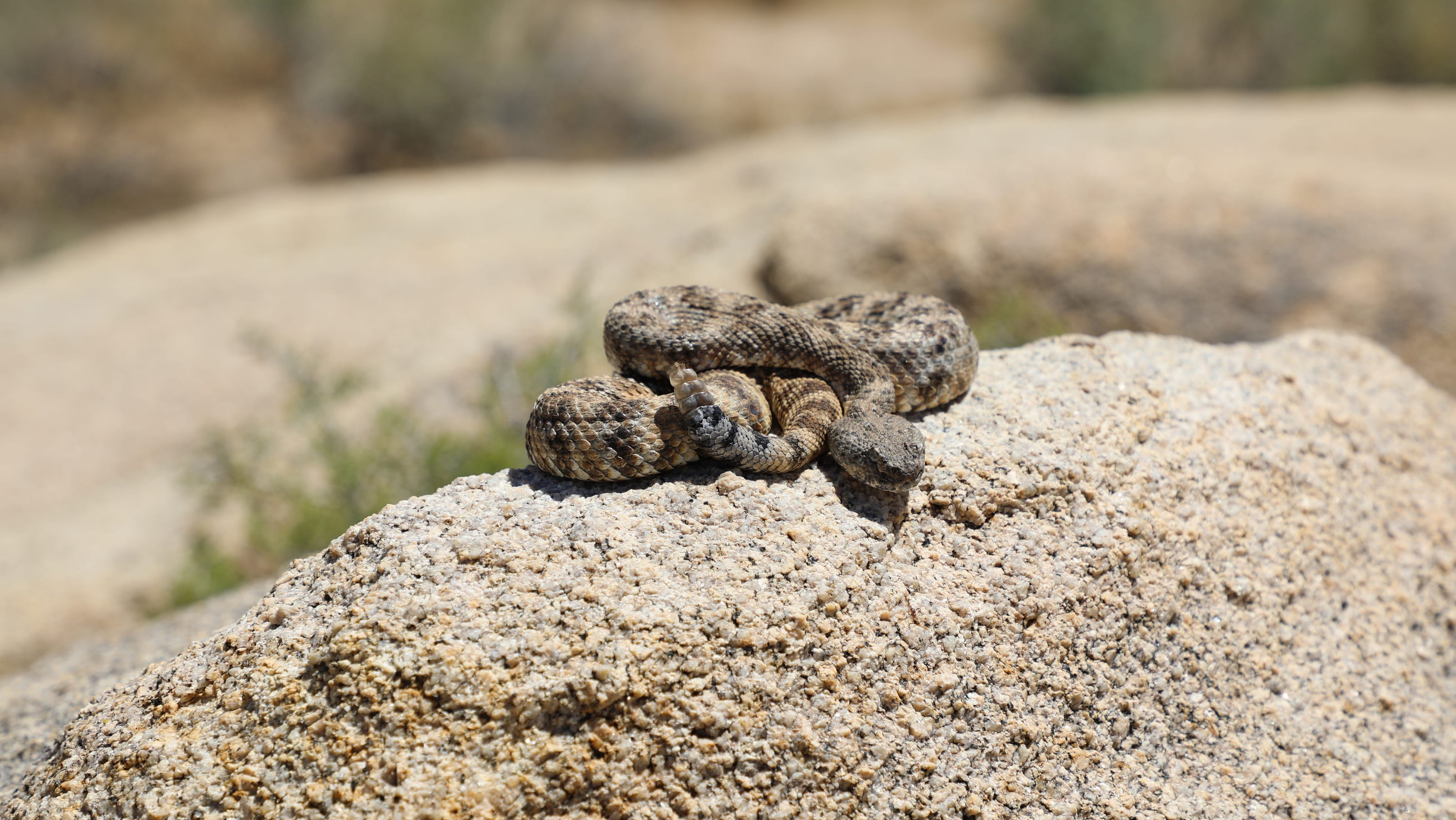Joshua Tree National Park is open and wildlife may be everywhere