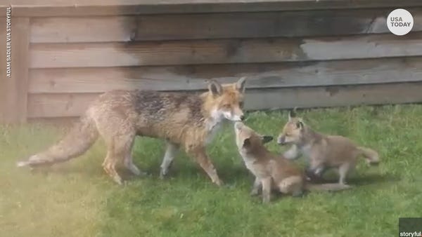 A family of foxes enjoyed the sun at an Ipswich re