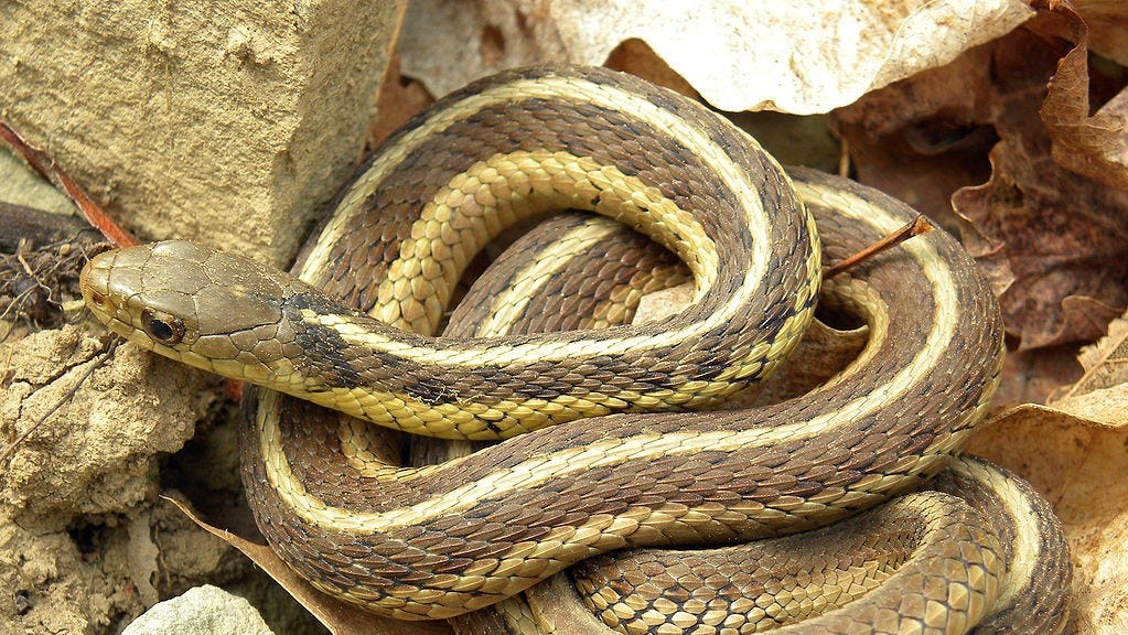 Ken Baker Risk Of Death From Snake Bite Is Relatively Low In Usa Ken Baker Risk Of Death From Snake Bite Is Relatively Low In Usa