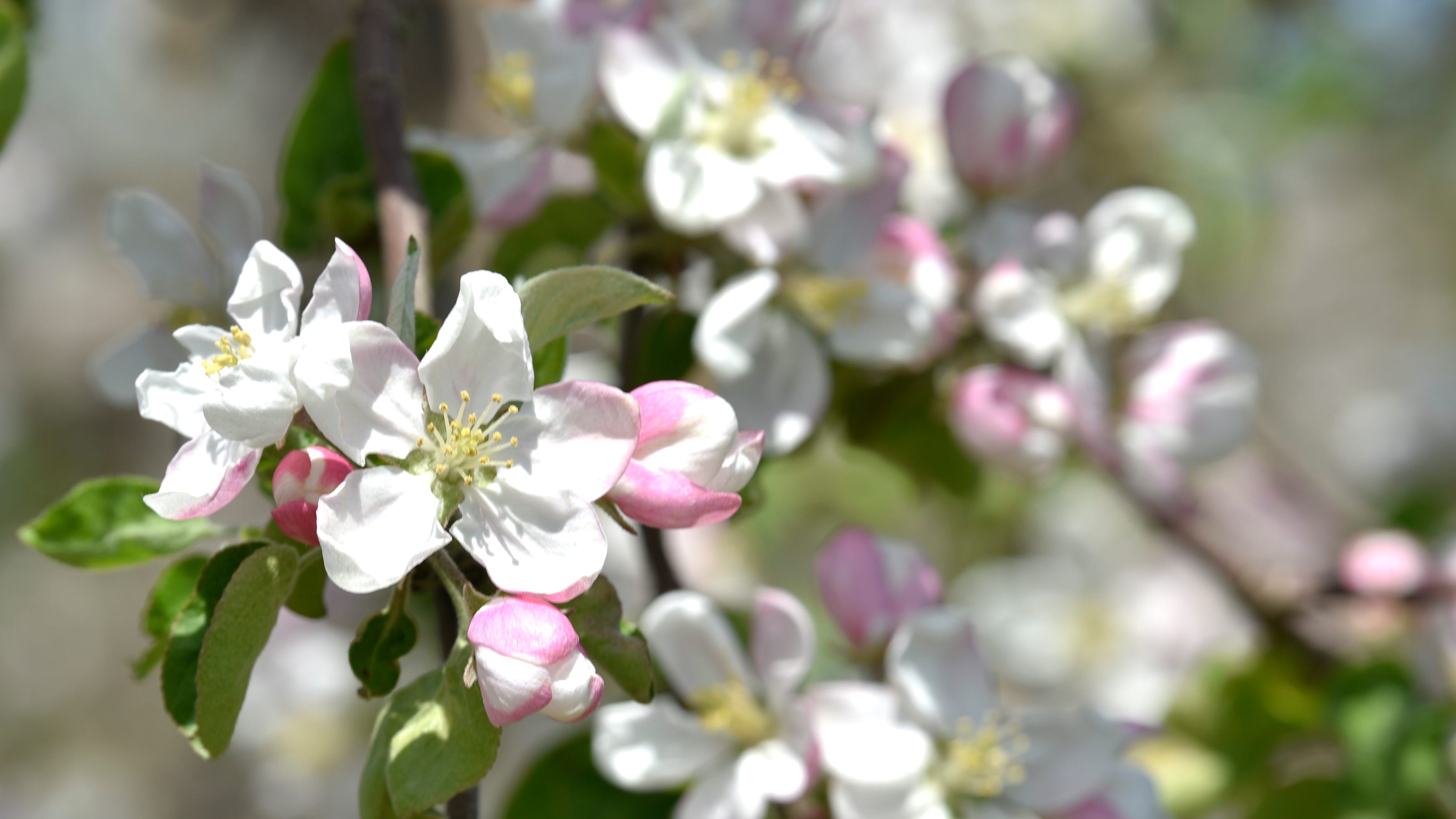 Southern Michigan Fruit Growers Assess Freeze S Crop Impact Southern Michigan Fruit Growers Assess Freeze S Crop Impact