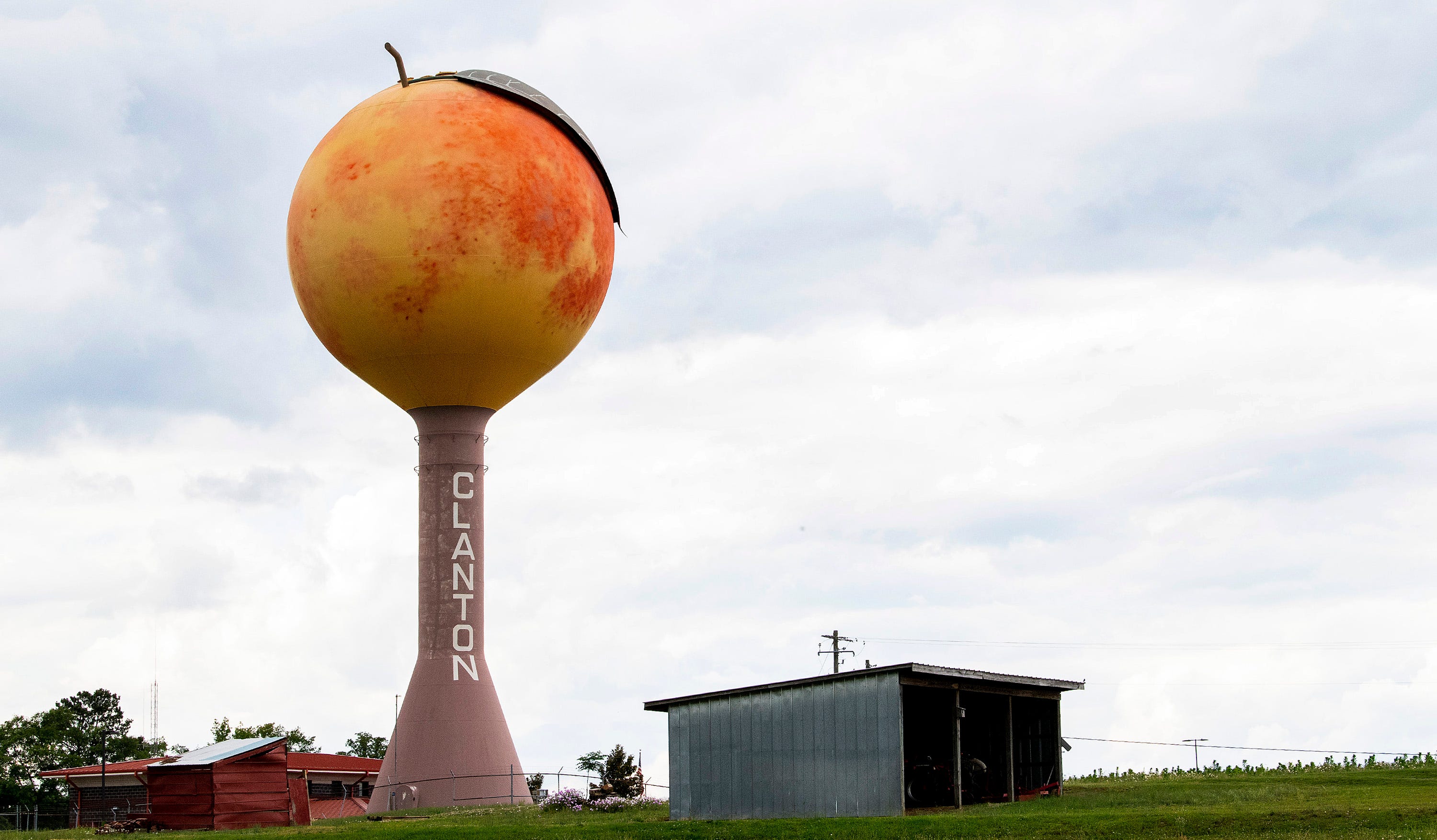 Chilton County, Alabama, peaches Seriously, the best, sweetest summer