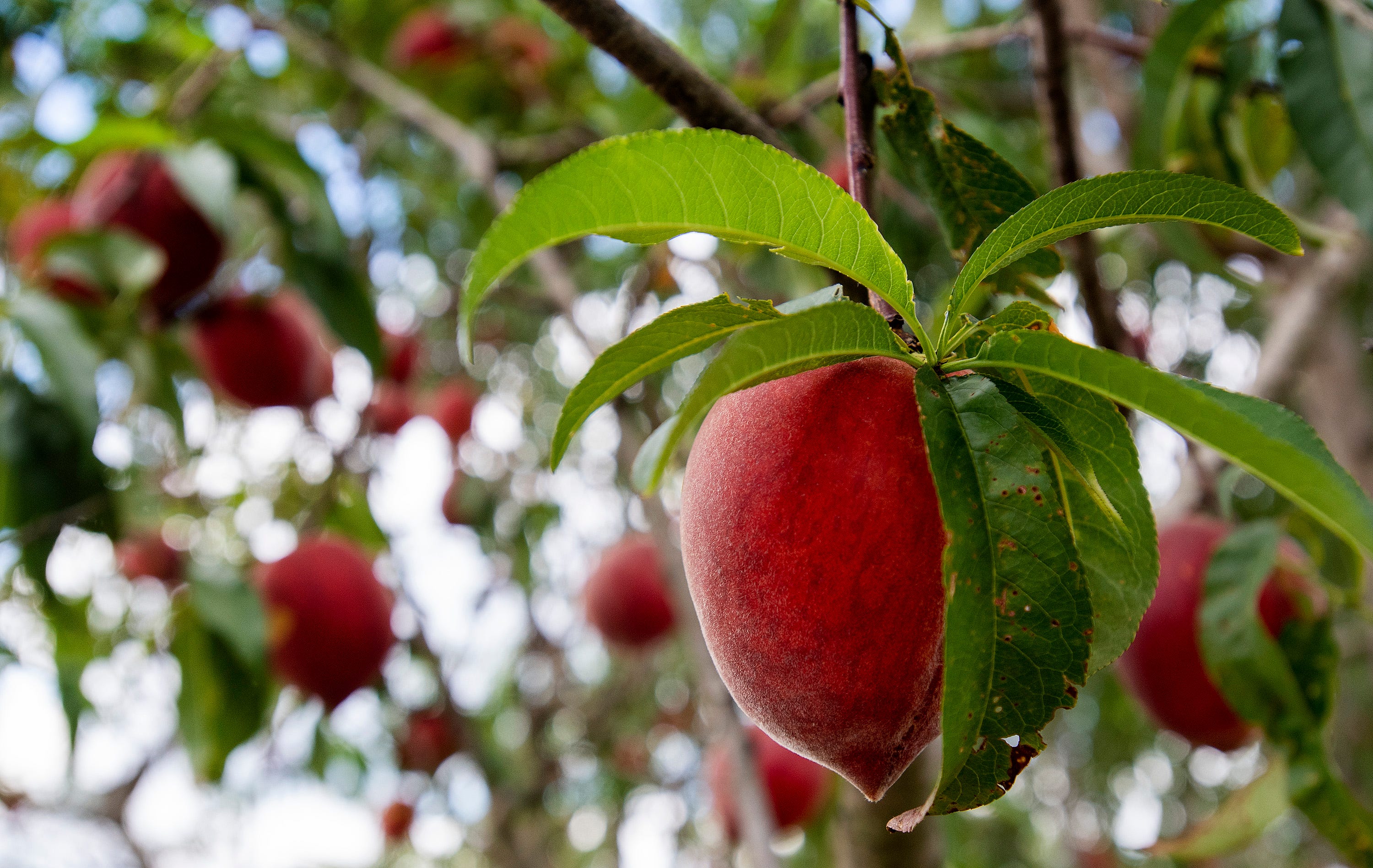 Chilton County, Alabama, peaches Seriously, the best, sweetest summer