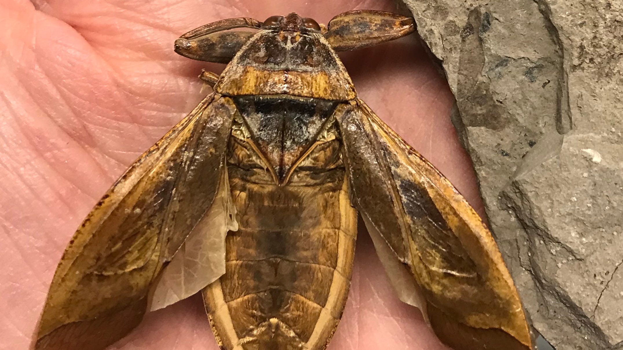 Morrisonnepa Jurassica: 151-million-year-old bug fossil found in Utah