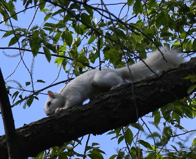 A picture of the rare white squirrel found by a Michigan woman