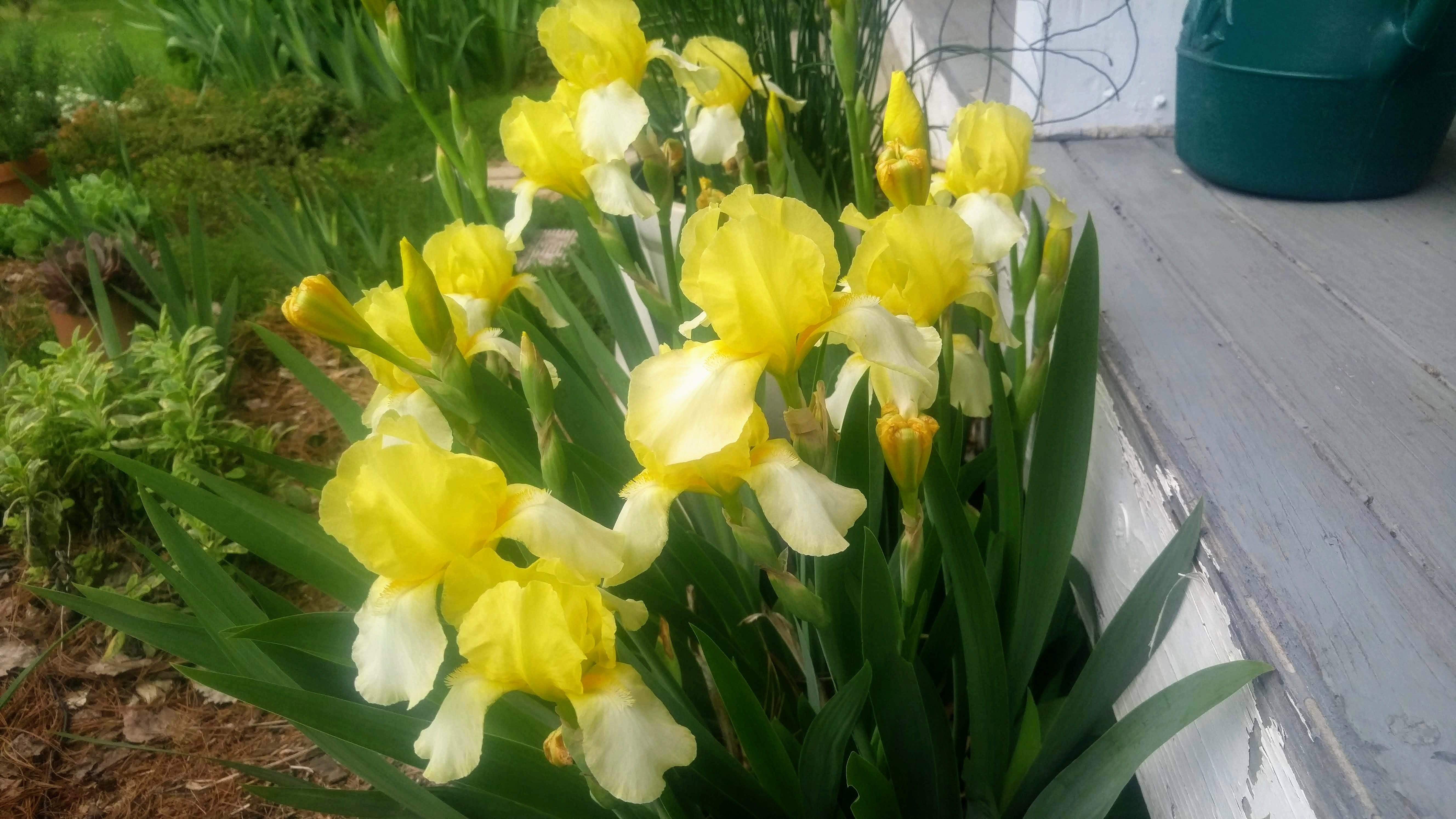 Choose and prepare your iris flower beds now for July planting