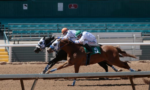 Two quarter horses battle to the finish line during the reopening of live racing at Ruidoso Downs on May 22.