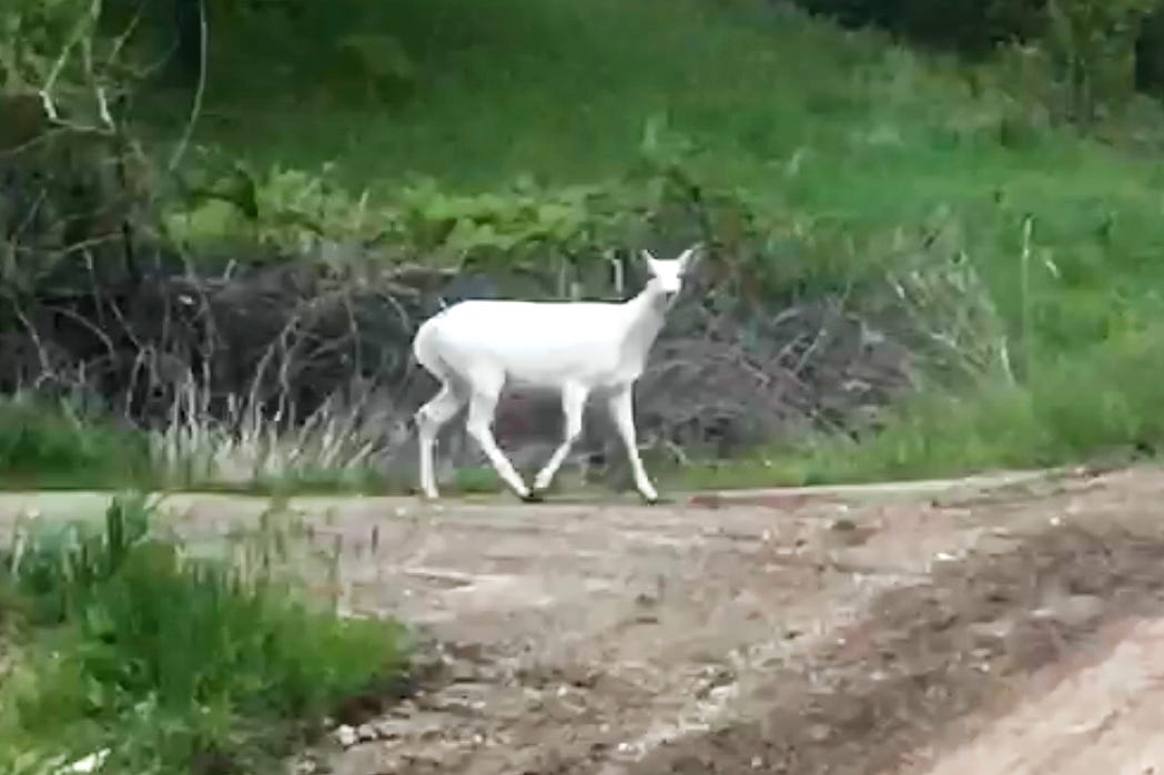 white spotted deer