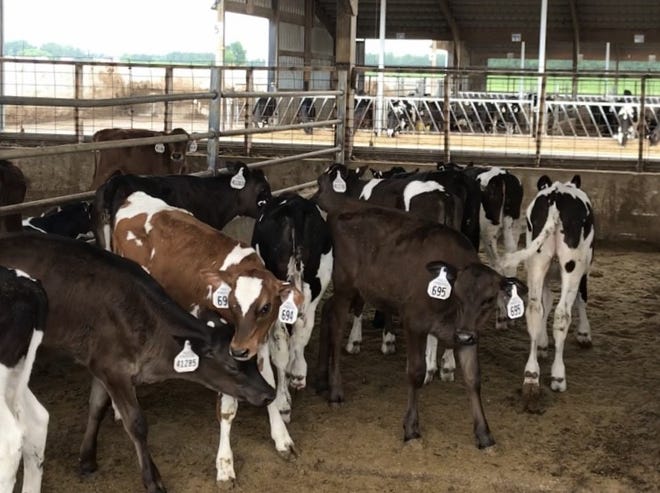 Pneumonia is one of the most common and expensive diseases in weaned dairy calves.