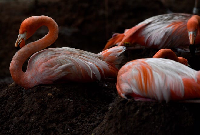 Caribbean flamingos sit on their nests Thursday at the Abilene Zoo. Eggs were observed beneath several birds, of which the incubation period is between 27 and 31 days.