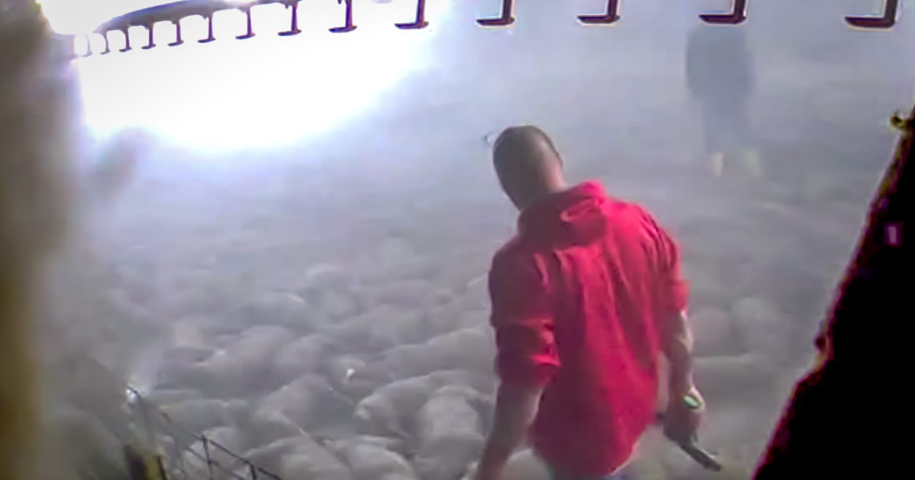 Activists protesting pig euthanasia are arrested, charged